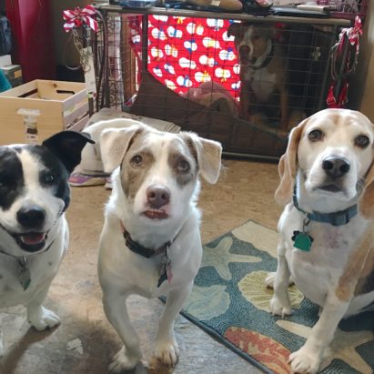 Wesley Frankie Rocky Trixie and Feabelle - How to Get a Pack of Five Dogs to Calm Down, Reduce Stress and Improve Behavior