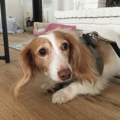 Bella Long haired dachshund in Encino - Tips to Stop an Anxious Dog From Barking and Nipping