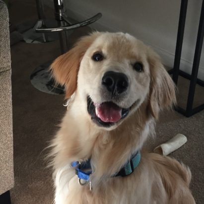 Boomer - How to Stop Attention Demanding from a Golden Retriever Puppy
