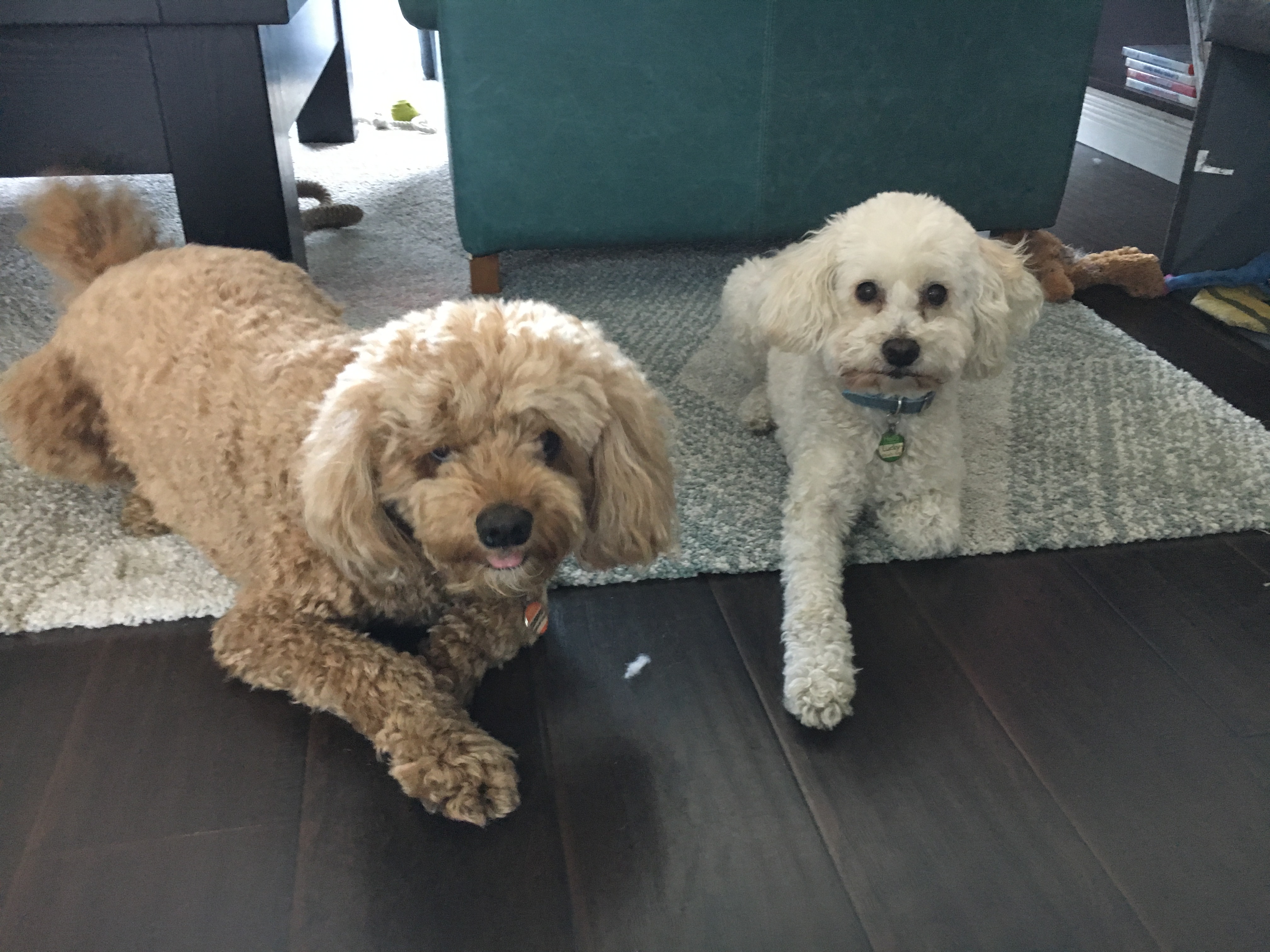 Cooper and Lucky - Teaching a Dog to Trust His Guardian's Leadership to Stop His Chewing and Separation Anxiety