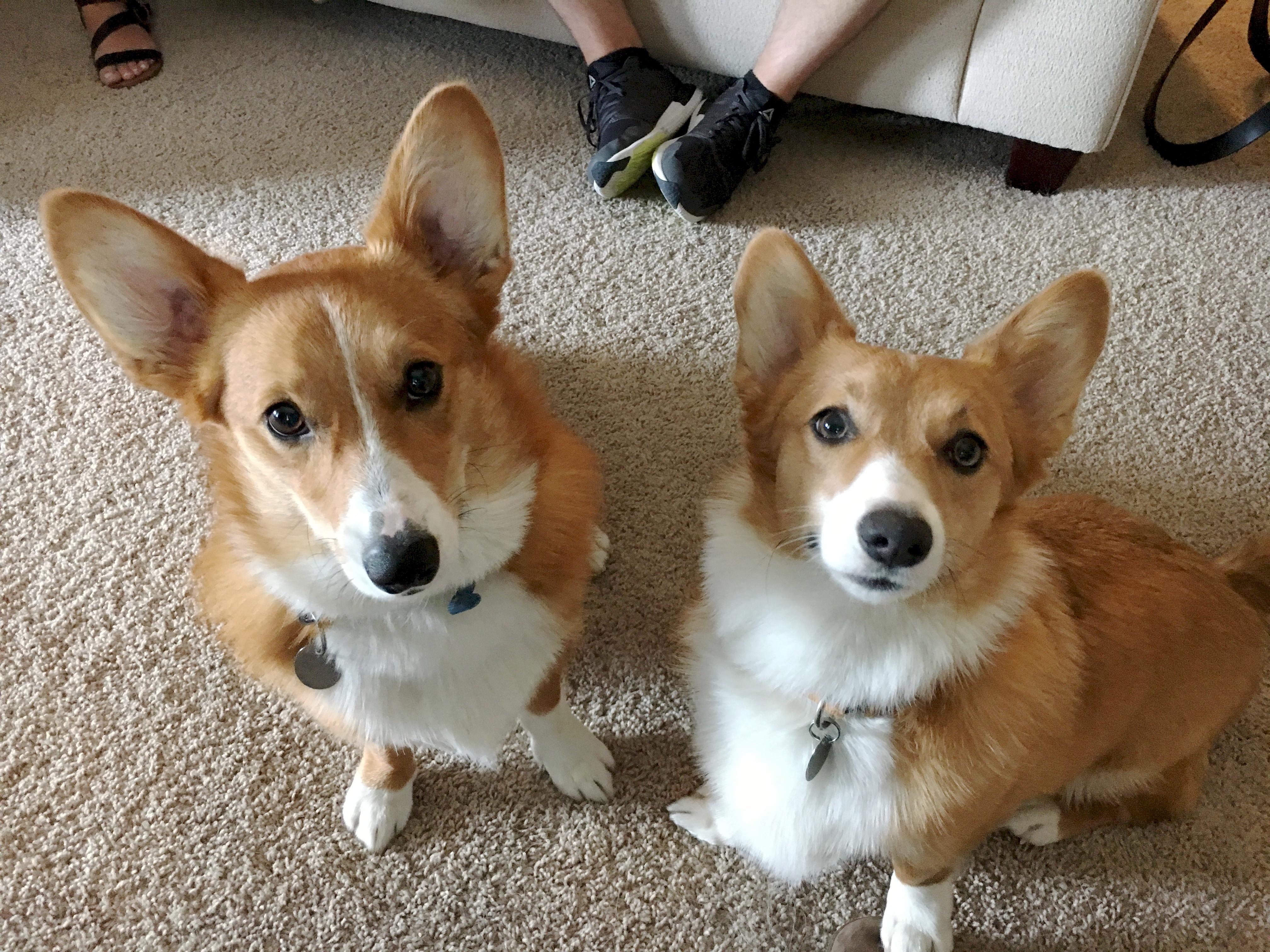 Fred and Olive - How to Stop a Corgi From Nipping People Who Touch His Paws
