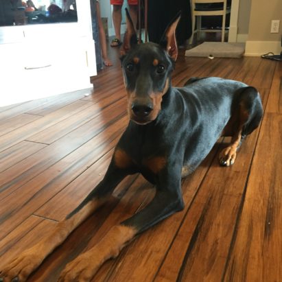 IMG 0928 - How to Build Confidence in a Doberman Who Urinates When Excited