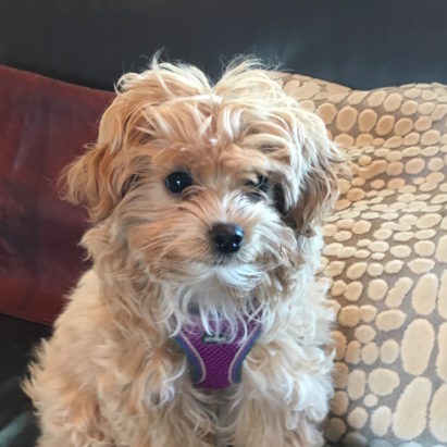 Lucy Maltipoo 2 - Training a Puppy to Drop and Feel Good About Her Puppy Play Pen