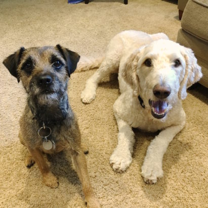 Max and Barley crop - Third Time's a Charm for our Favorite Border Terrier Max!