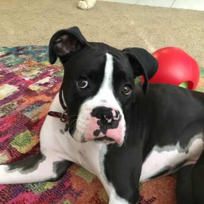 Riley Boxer Omaha - How to Help a Boxer Get Over a Case of Separation Anxiety