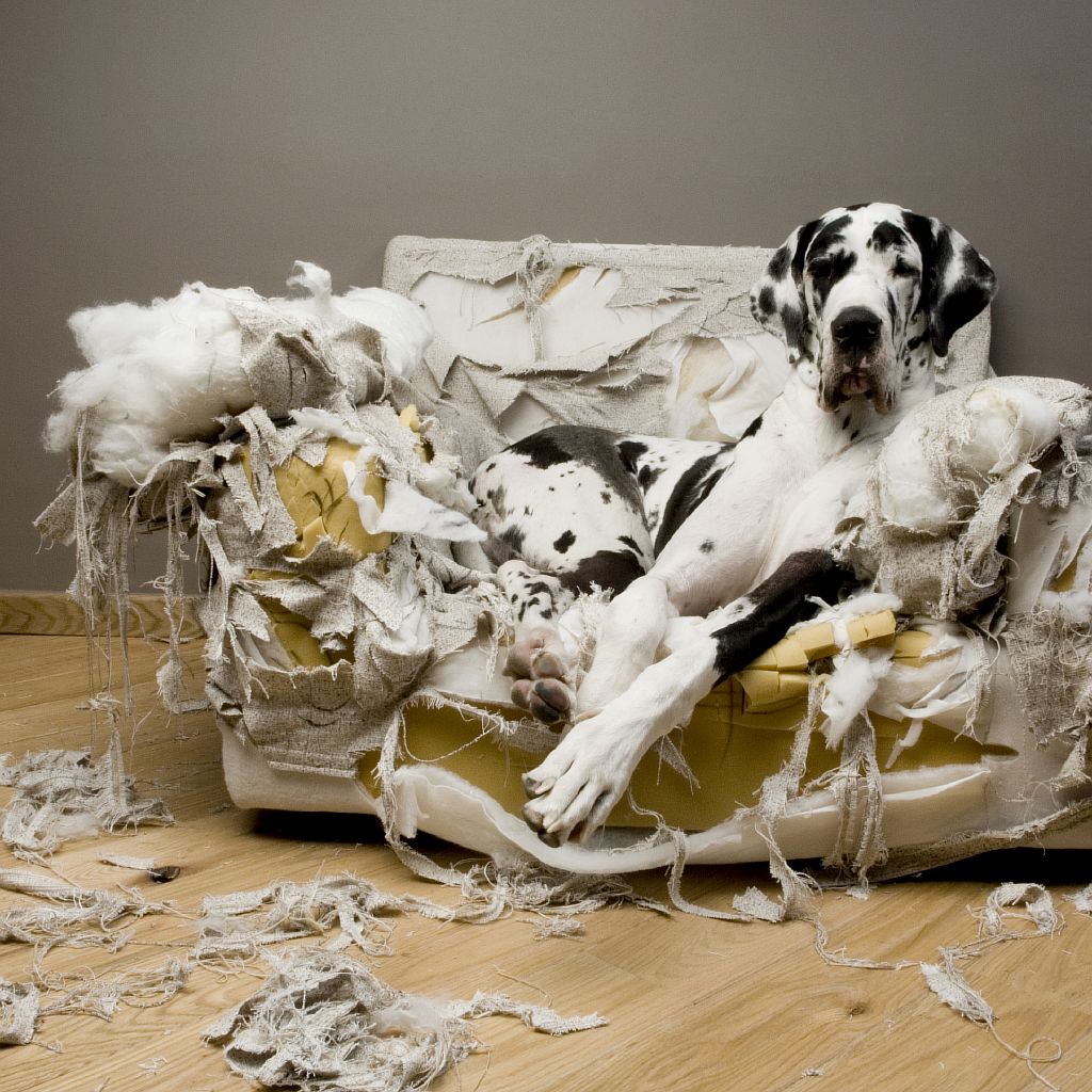 great dane torn couch - Talking Dog 2022 - Free Dog Training Events & $10,000 Dog Training Giveaway