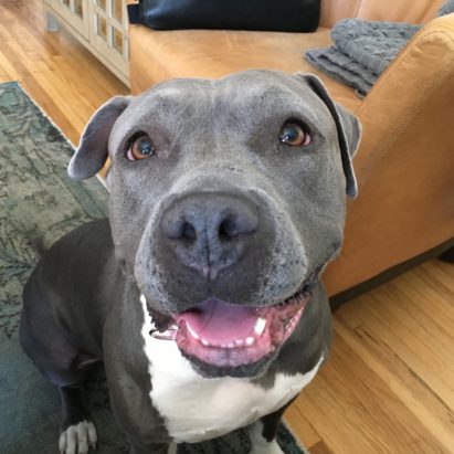Daisy Mar Vista Blue Nosed Pit - Training a Dog to Stay to Help Her Get Over a Case of Separation Anxiety