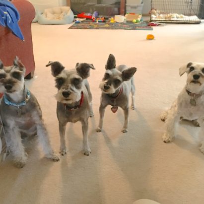 Lucy Jake Gracie and Stormy - Tips to Get a Miniature Schnauzer to Stop Nipping Running Children