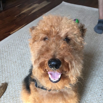 Walter Welsh Terrier in LA crop - Tricks to Get a Headstrong Welsh Terrier to Adopt a Follower's Mindset