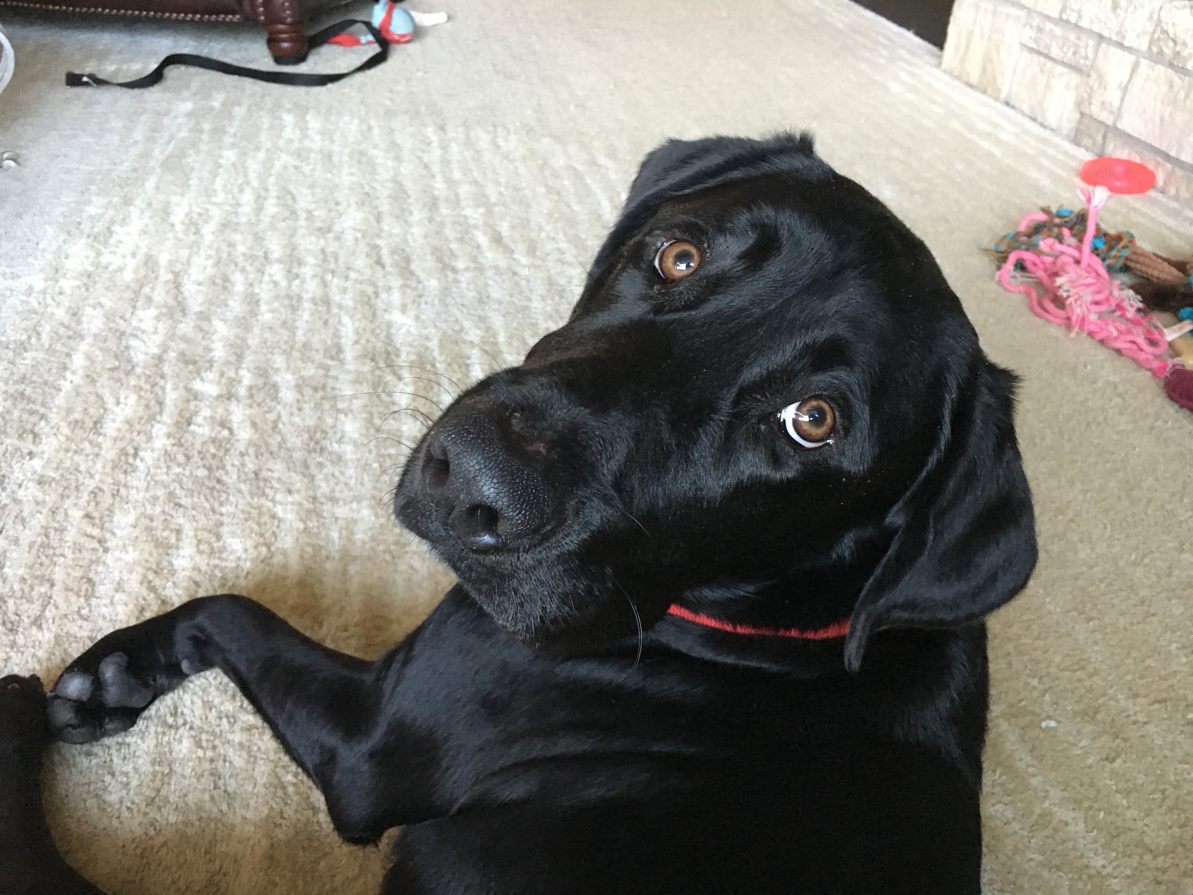 Great Dog Training Tips Help an Excited Black Lab Calm 