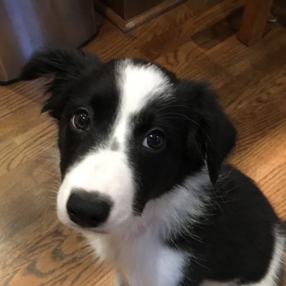 Becca crop - Puppy Training Tips Help a 3 Month Old Border Collie Learn to Stop Nipping and Mouthing