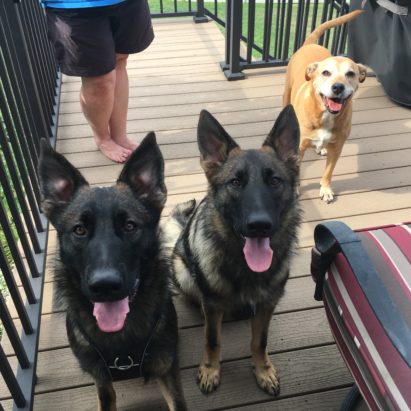 Cion Clover and Ellie - How to Use Counterconditioning to Help a Reactive German Shepherd Pup Enjoy Meeting Strangers