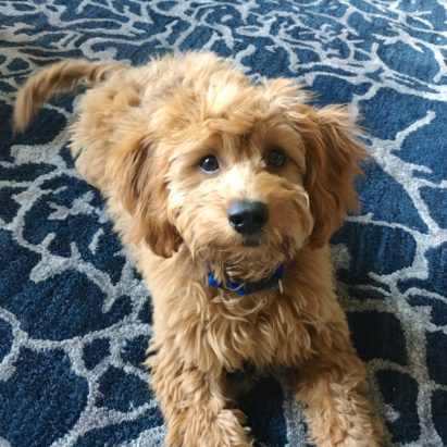 Scout Goldendoodle puppy - Training a Cute Goldendoodle Puppy to Drop Things on Command