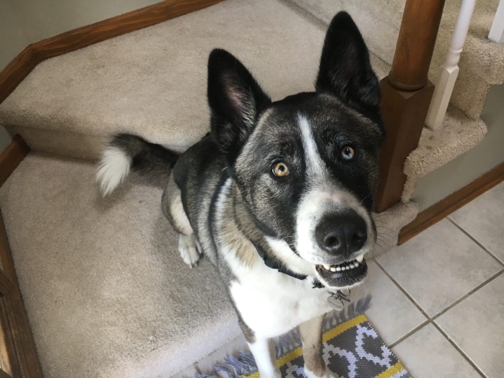 Training a Husky Mix to Stay to Help Stop His Separation
