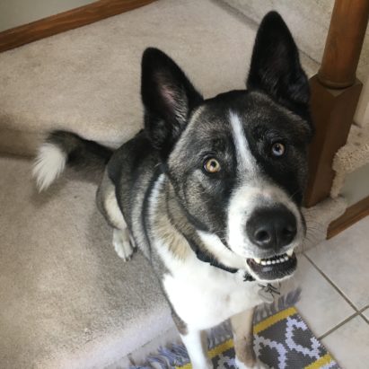 Alpine - Training a Husky Mix to Stay to Help Stop His Separation Anxiety