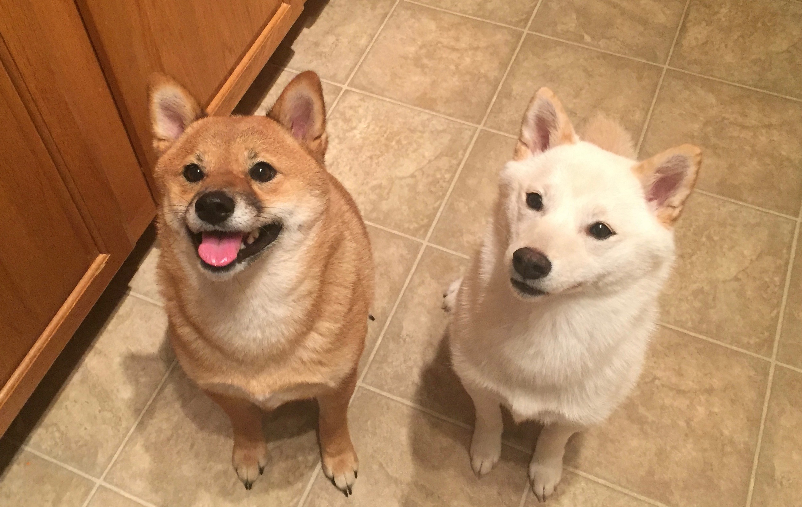 How to Prepare for a New Baby Coming Home with Two Shiba