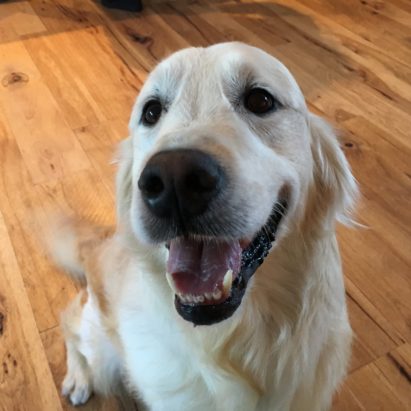 Cypress - Teaching a Formerly Abused English Cream Retriever to Stay to Build His Confidence
