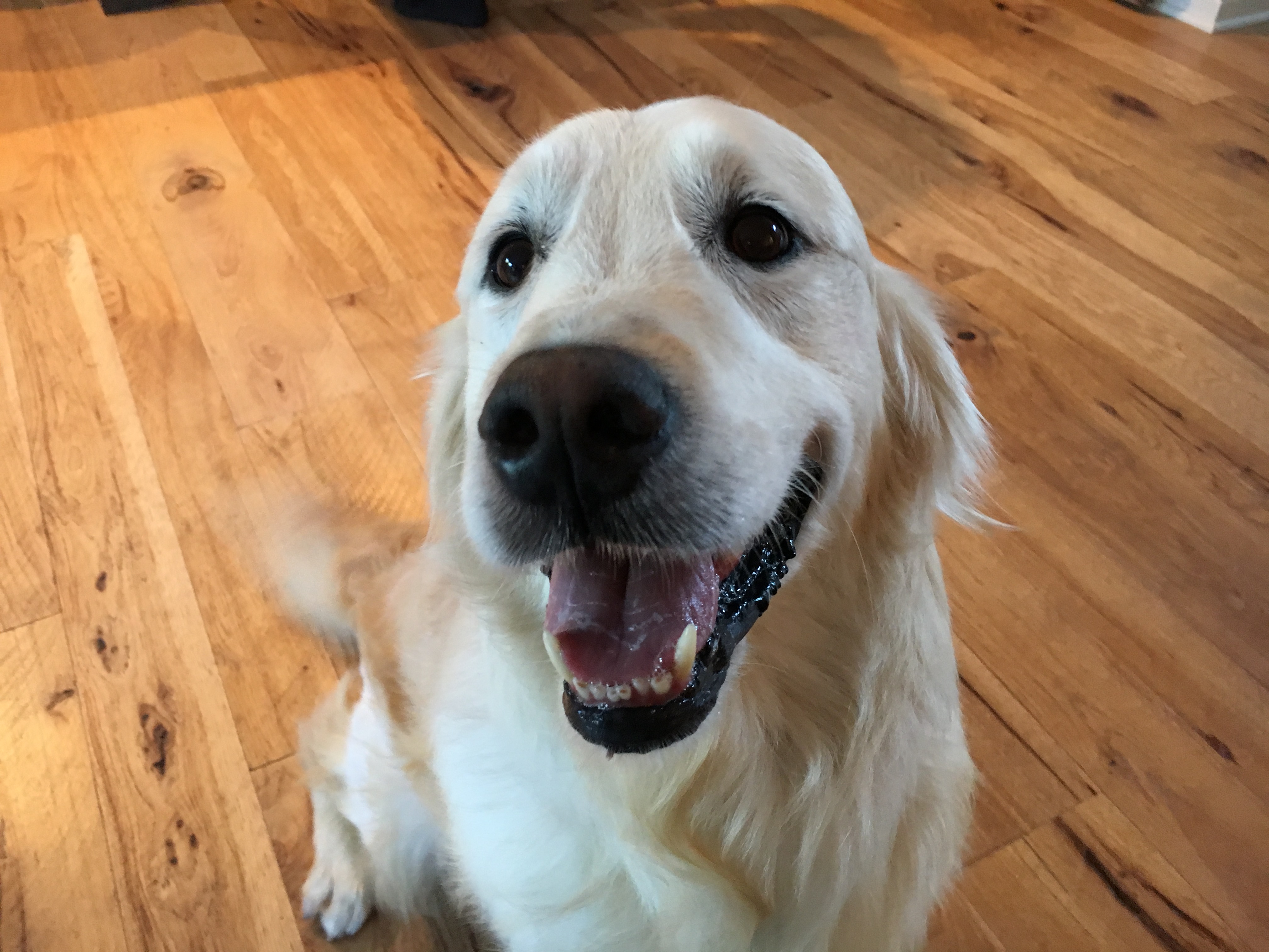 Cypress - Teaching a Formerly Abused English Cream Retriever to Stay to Build His Confidence