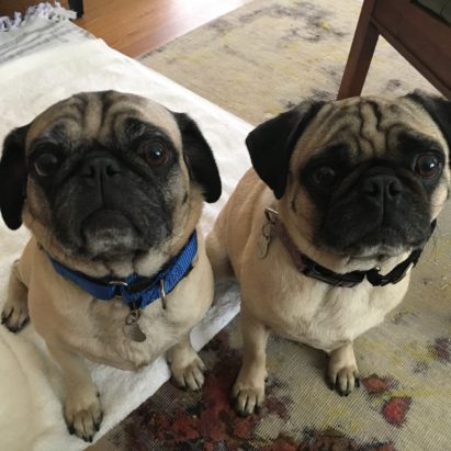 Daisy and Violet - Training a Pair of Santa Monica Pugs to Focus so they Can Calm Down and Listen