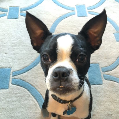 George Boston Terrier pup - Using Positive Training to Help an Anxious Puppy Relax When Being Touched