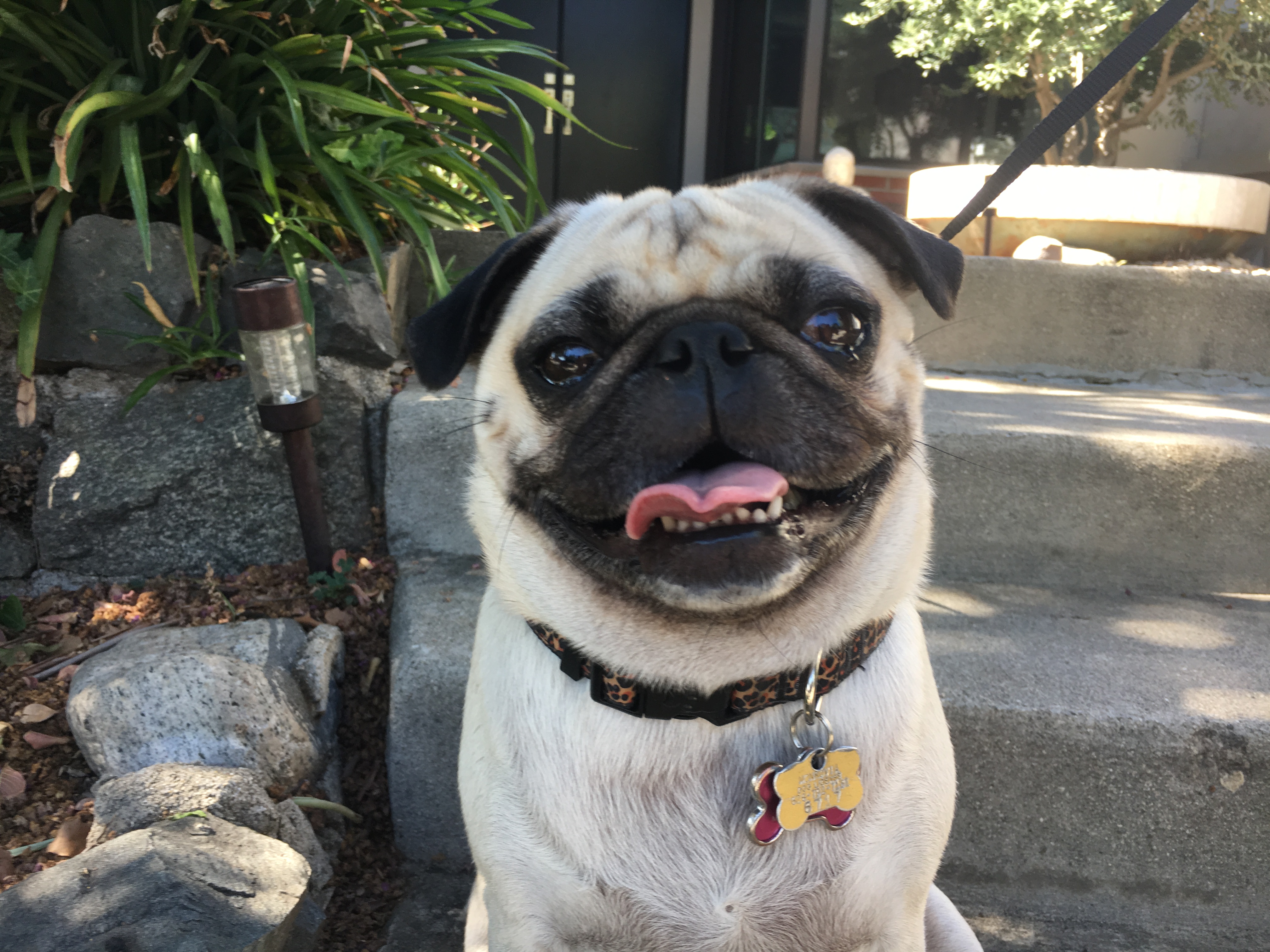 Graceee - Teaching a Los Angeles Pug to Calm Down and Behave at the Door