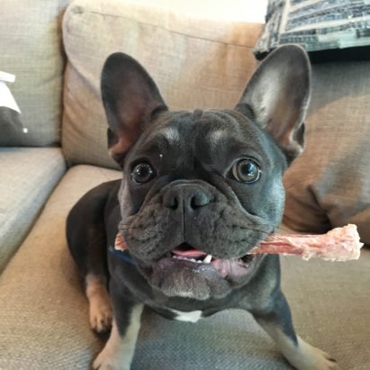 Lulu Santa Monica Frenchie - Some Potty Training Tips Help a French Bulldog in Santa Monica Stop Having Accidents in the House