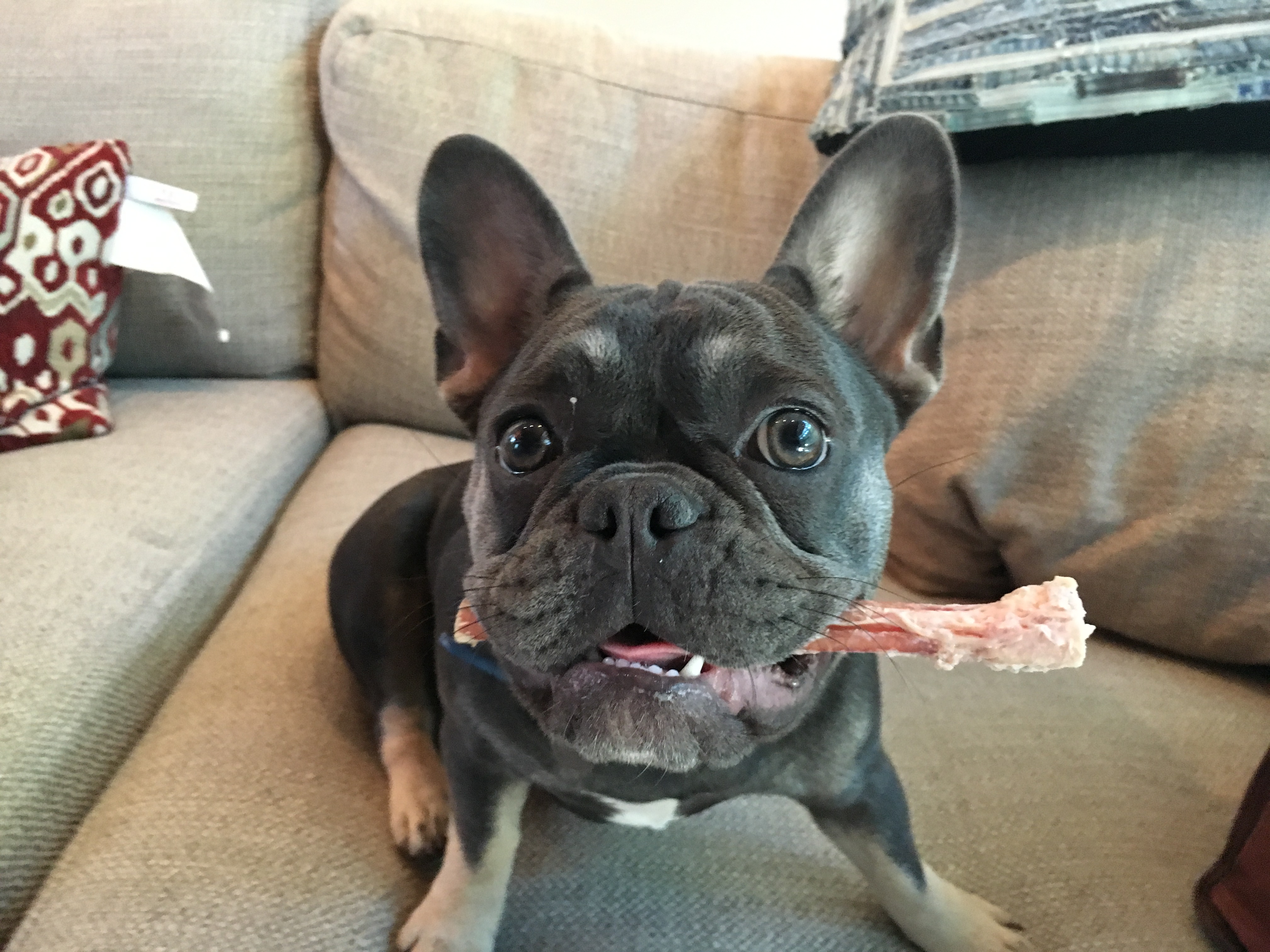 Some Potty Training Tips Help a French Bulldog in Santa