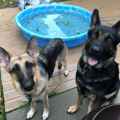 Maya and Knox - Tips to Stop a German Shepherd From Resource Guarding a Room