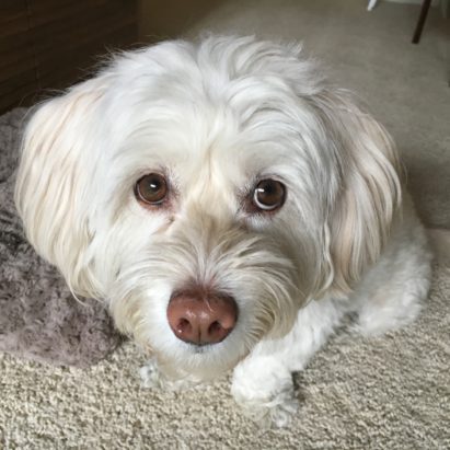 Truffles Brentwood Havanese - Teaching a Havanese Dog in LA to Focus to Help Reduce Her Anxiety