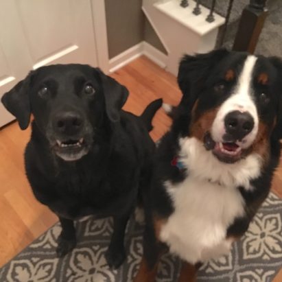 Beau and Henry - How to Train Dogs to Behave at the Door and Stop Door Dashing