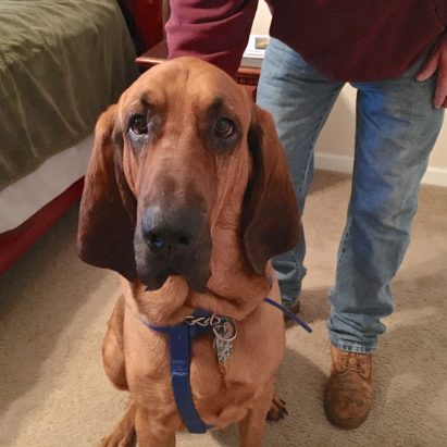 Bo Omaha Bloodhound - Helping a Fearful Dog Stop Acting Out by Building Up His Confidence