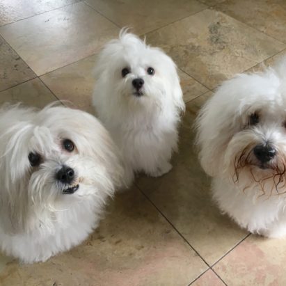 Fosse Maggie and Jazz - Tips to Stop a Coton de Tulear from Resource Guarding Food