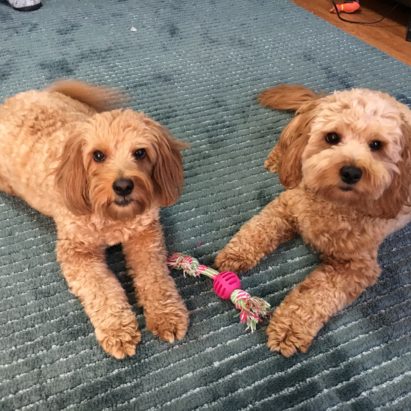 Penny and Berkley Nov 17 - Sharing an Advanced Dog Training Tip to Stop a Mini Goldendoodle's Resource guarding