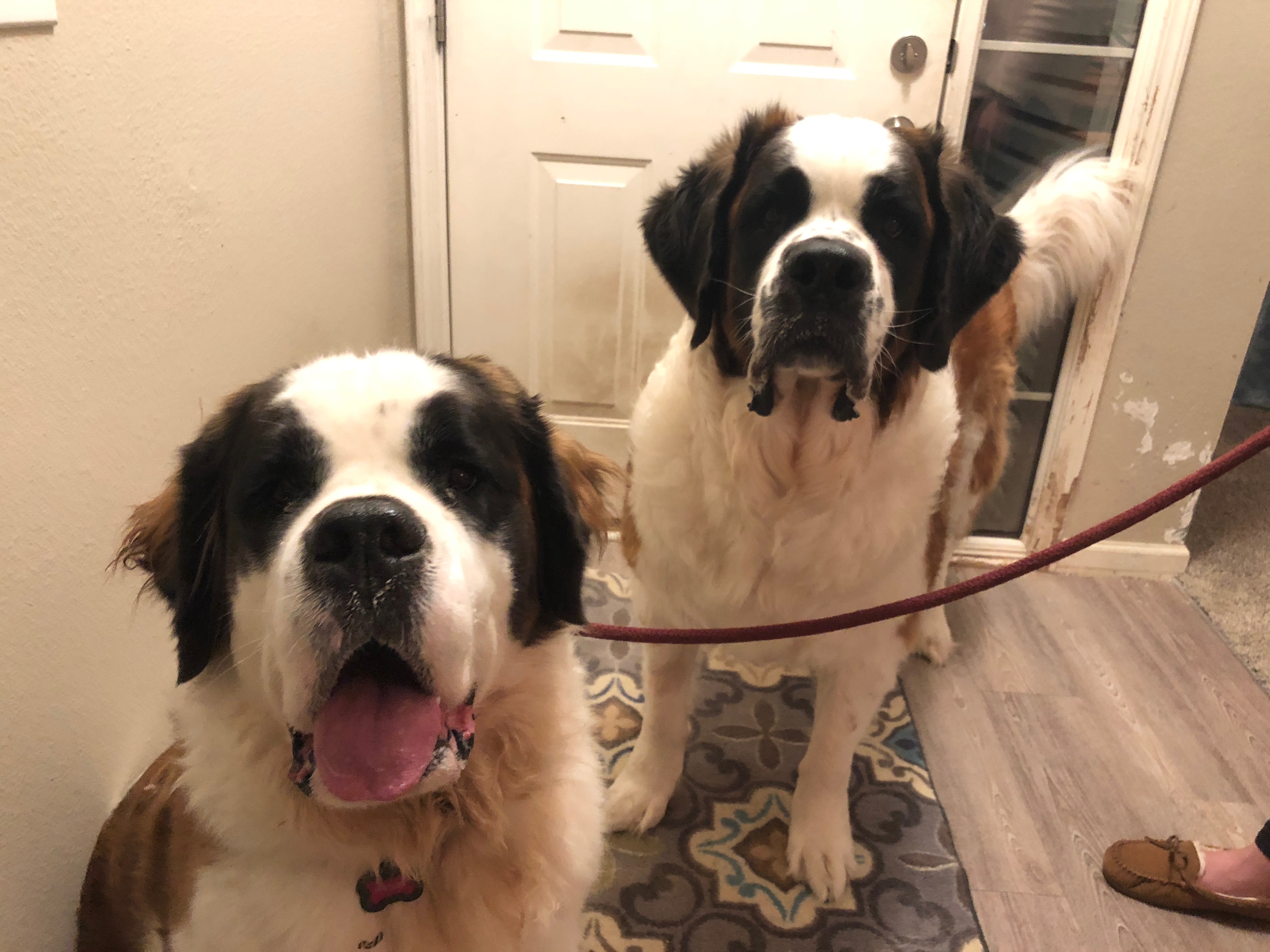TankPhoebe - Using Counterconditioning to Train a Saint Bernard to Accept New People into the Home