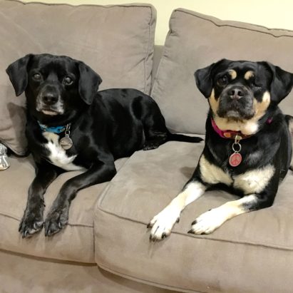 Kia and Danny - Teaching a Pair of Dogs to Leave a Room on Command