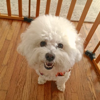 Lila Mar Vista Bichon - Teaching a Dog to Go to Her Kennel to Avoid Being Grabbed by the Baby