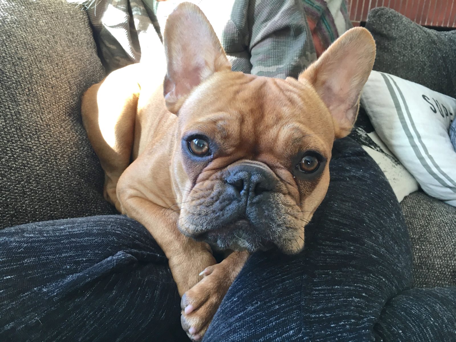 How to Stop a Santa Monica French Bulldog's Anxiety Around