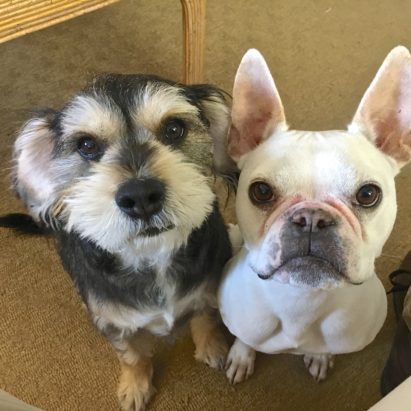 Ollie and Huey - Teaching a Pair of Westwood Dogs to Stay to Stop Separation Anxiety