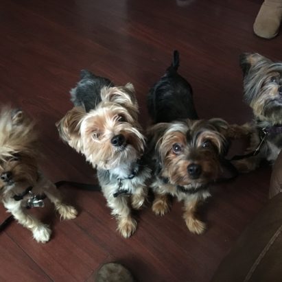 Dolce Ezio Minnie Vito and Bronson Not pictured - Petting a Quintet of Yorkies with a Purpose to Help them Respect Their Humans