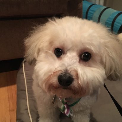 Luna lincoln Havanese - Helping a Dog Get Over a Fear of the Nanny and Meeting New People