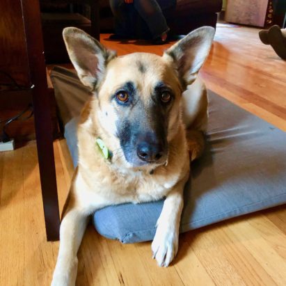 Roxie - Training a German Shepherd to Stay to Help with Separation Anxiety