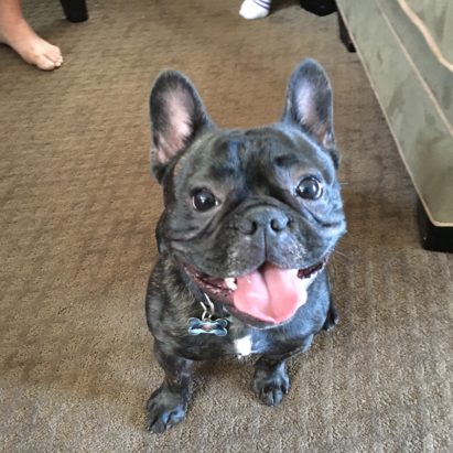 Angus - How to Teach a French Bulldog to Stop Jumping on People