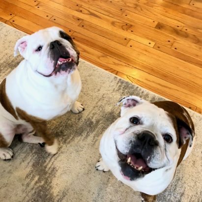 CharlieLucy - Tips to Train Two Bulldogs to Stop Barking When Guests Arrive