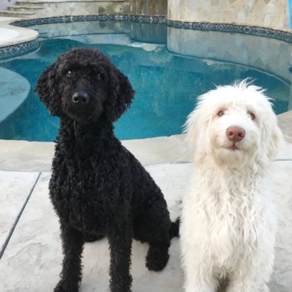 Lizzie and Boomer - Training a GoldenDoodle Puppy in the Palisades to Stop Jumping on People