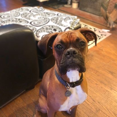 Sampson - Training a Rescue Boxer to Overcome Separation Anxiety