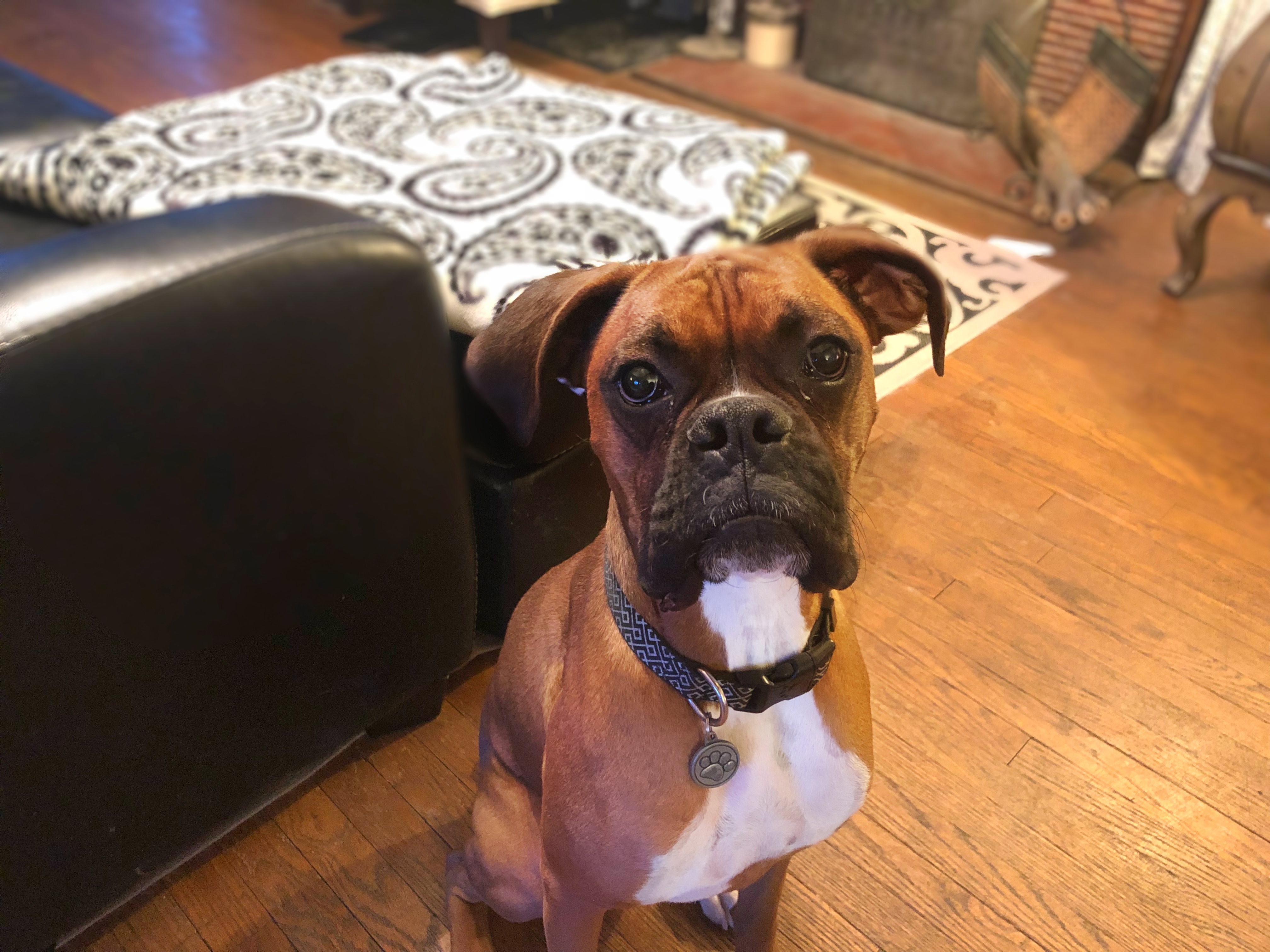 Training a Rescue Boxer to Separation Anxiety