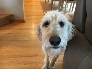 Teaching an Excited Goldendoodle to Not Jump on People: Dog Gone Problems