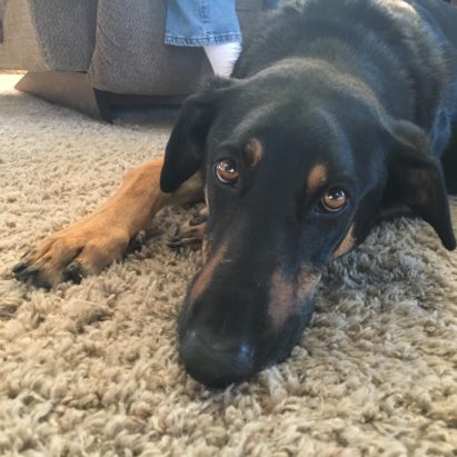 Jake Dobermand SHepherd mix - Stopping a Doberman mix From Reacting to the Sight of Other Dogs
