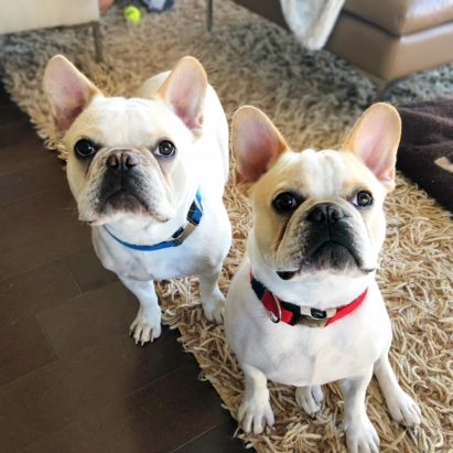 LouieOzzie - Training Two French Bulldogs to Stop Barking When Guests Arrive