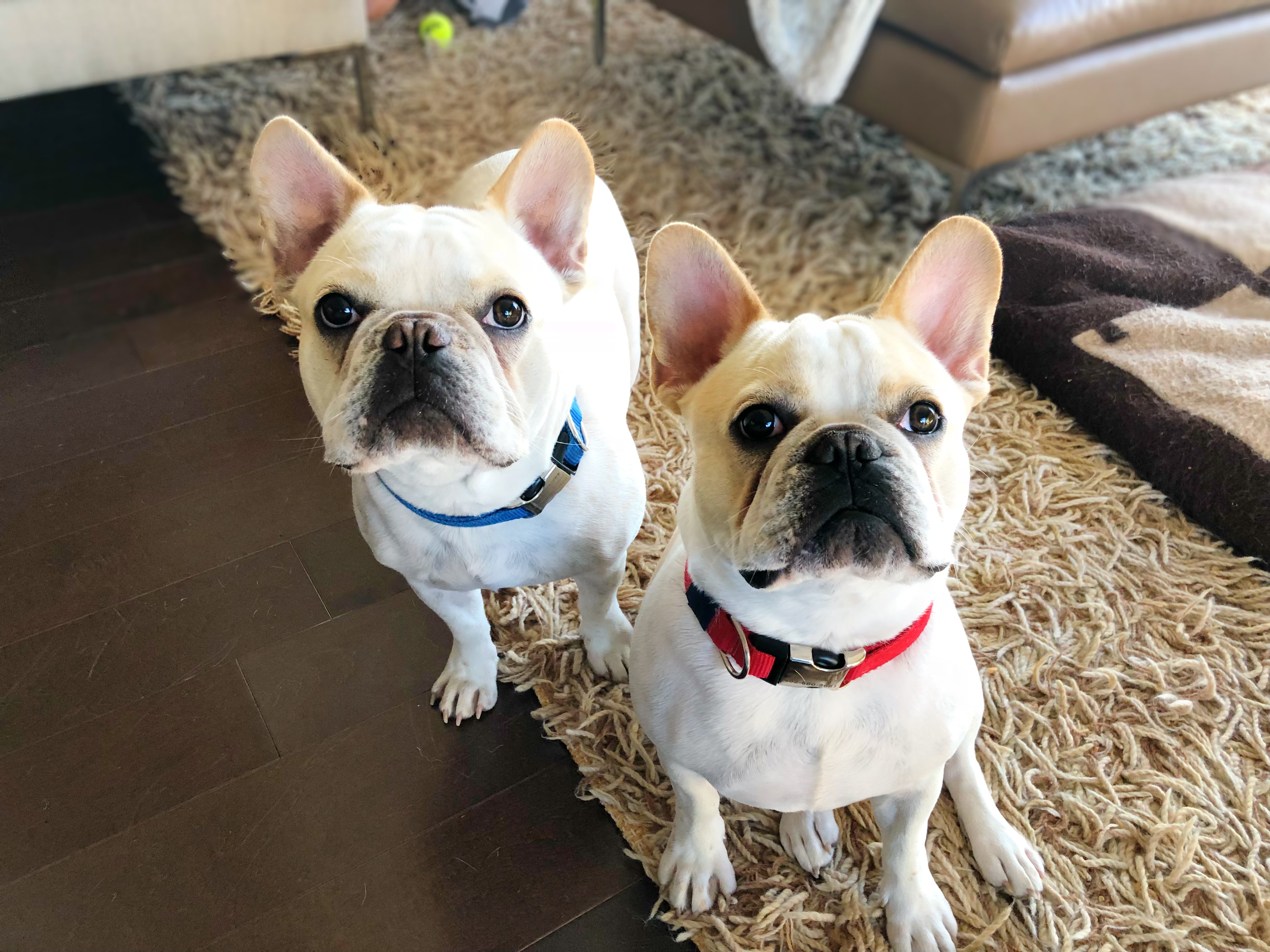 Training Two French Bulldogs to Stop Barking When Guests